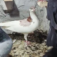 کبوتر فروشی