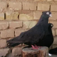 زاغ چشم ونوک سفید جفت با جوجه