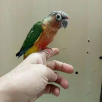 به یک نفر همکار جهت کار در پرنده فروشی نیازمندیم