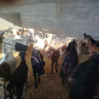 بز چاق بزغاله چاق