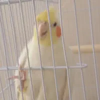 عروس هلندی سالم دستی|پرنده|طرقبه, |دیوار