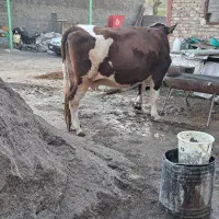 گاو ماده گوشتی