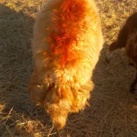 یک راس قوچ سنجابی اصیل|حیوانات مزرعه|اسلام آباد, |دیوار