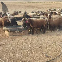 تعداد 3 راس میش هترو