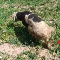 چهار عدد میش و بره داشتی