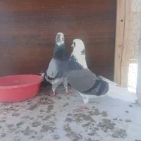 پرنده و کفتر تهرانی