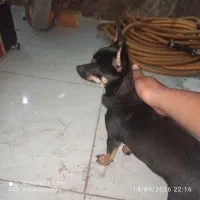 سگ خوشگل