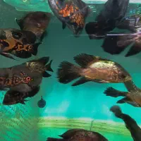 آکواریوم،لوازم جانبی و انواع ماهی‌های زینتی|ماهی|گنبد کاووس, |دیوار