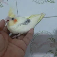 جوجه عروس دوکت لوتینو|پرنده|ساری, |دیوار