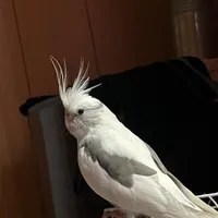 گمشده