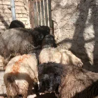 فروشی|حیوانات مزرعه|بابا حیدر, |دیوار