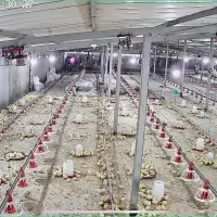 سالندار مرغداری گوشتی