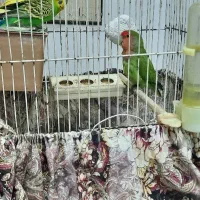 ۱ طوطی برزیلی و ۲جفت مرغ عشق