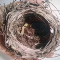 پرنده
