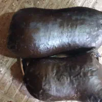 هیزه