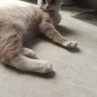 گربه|گربه|زنجان, |دیوار