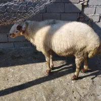 گوسفند تخمی|حیوانات مزرعه|سورک, |دیوار