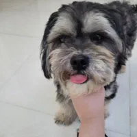 سگ پاکوتاه پشمی|سگ|بندرعباس, |دیوار