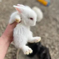 خرگوش لوپ ۲۸ تارشت صومعه سرا تولمشهر