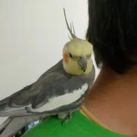 عروس هلندی نر‌دستی سایز کینگ