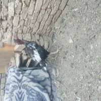 جوجه خروس لاری دنگ بالا|حیوانات مزرعه|نیشابور, شهید جعفری|دیوار