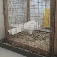 کبوتر|پرنده|اقلید, |دیوار