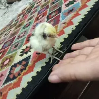 خروس و مرغ
