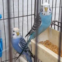 مرغ عشق نروماده|پرنده|شاهدشهر, |دیوار