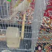 عروس هلندی جفت|پرنده|مشهد, تبادکان|دیوار