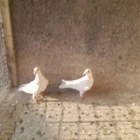 کبوتر|پرنده|ابهر, |دیوار