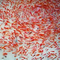 انواع ماهی قرمز کوی عروس ۳پر و۴ پر ماهی عید