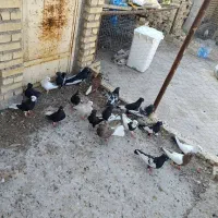 اهواز|پرنده|اهواز, گلدشت|دیوار