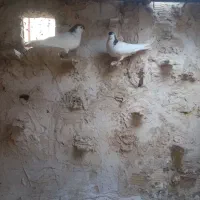 کبوتر .کفتر
