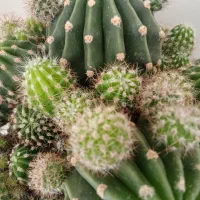 کالسکهو کریرو گهواره