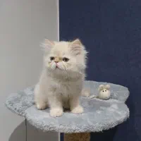 گربه پرشین سوپر فلت واکسناسیون شده