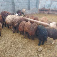 بره پرواری فقط نقد