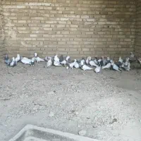 کبوتر