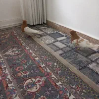 کله زرد نروماده|پرنده|اقبالیه, |دیوار