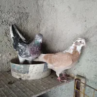 جفت کفتر پرشی