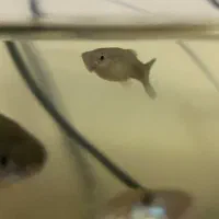 ماهی گپی ماده|ماهی|خسروشاه, |دیوار