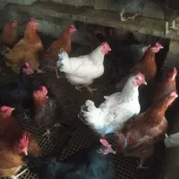 مرغ محلی تخم گذار