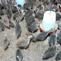 جوجه بوقلمون برنز انگلیسی