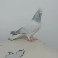 شامی دم سفید|پرنده|مشهد, هفده شهریور|دیوار