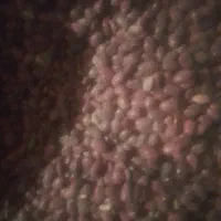 لوبیاقرمز