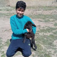 فروش بره ویژه