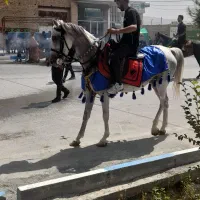 فروش مادیان درجه یک