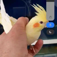 گمشده گلپایگان عروس هلندی