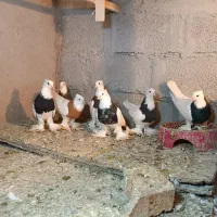 هفت عدد طوقی پاپر