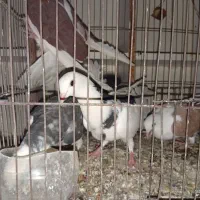 کبوتر|پرنده|قم, ولیعصر|دیوار