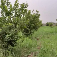 فروش باغ ۵۷۰۰متری در دزفول روستای شوهان علیا